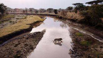 Episode 11 Purgatory | Katavi: Africa's Fallen Paradise