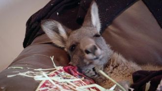 Episode 13 Kangaroo Comeback