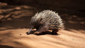 Episode 3 Platypus and Echidna