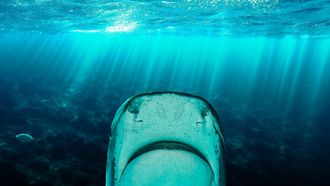 Episode 4 Why Sharks Attack