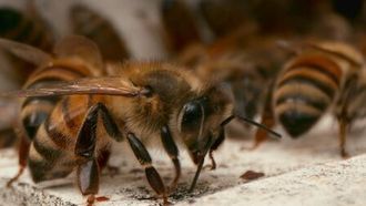 Episode 6 Bee Sting Therapy