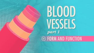Episode 27 Blood Vessels, Part 1 - Form and Function