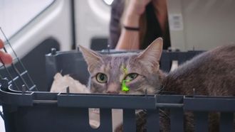 Episode 12 Snake in the Suburbs