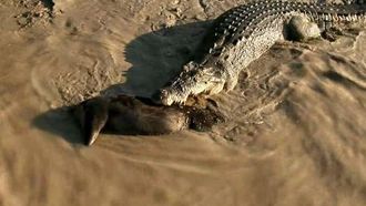 Episode 4 Ghost Croc