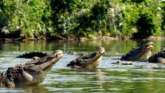 Episode 5 North America