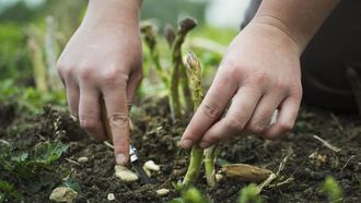 Episode 6 Central Valley