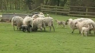 Episode 6 Lambs