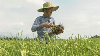 Episode 14 Tracing Rice in Japan