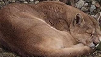 Episode 3 The Secret Lives of Pumas