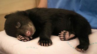 Episode 1 The Littlest Cub