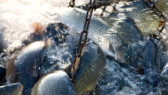 Episode 4 Hooked on Seafood