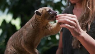Episode 3 What is a Kinkajou?