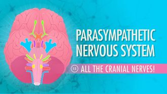 Episode 15 Parasympathetic Nervous System