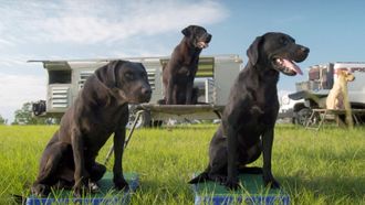 Episode 5 Fetch It Up