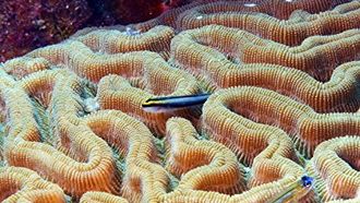 Episode 1 Bonaire National Marine Park