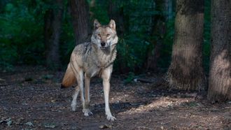 Episode 2 Realm of the Wolf