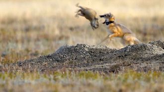 Episode 2 Grasslands