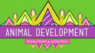 Episode 16 Animal Development: We're Just Tubes