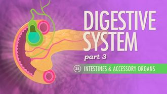 Episode 35 Digestive System, Part 3