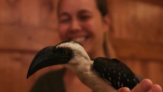 Episode 8 Hip Hoppin' Hornbills