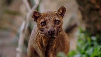 Episode 2 Forest of Wonders