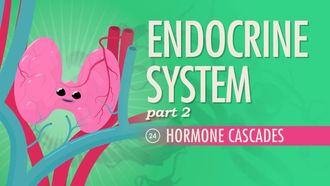 Episode 24 Endocrine System, Part 2 - Hormone Cascades