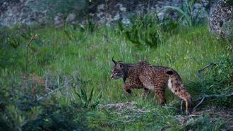 Episode 2 The Missing Lynx