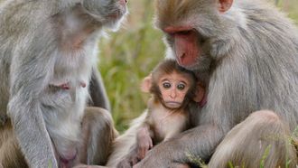Animal Park - Season 25 Episode 10