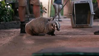 Episode 6 Badger in Training