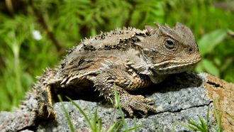 Episode 1 Microzilla