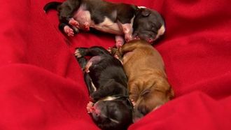 Episode 2 Too Cute! Puppies