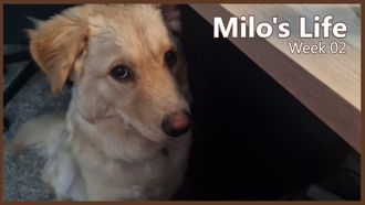 Episode 2 One Braincell Left | Week 02