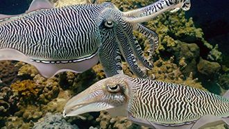 Episode 2 Magicians of the Reef