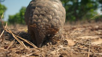 Episode 2 Pangolin Tagging and Rescue