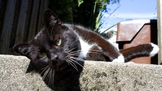 Episode 3 If Looks Could Kill