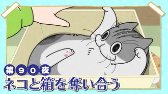 Episode 90 Night 90: Battling a Cat for a Box