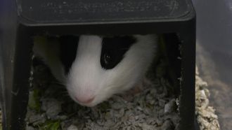 Episode 13 40 is the New 50