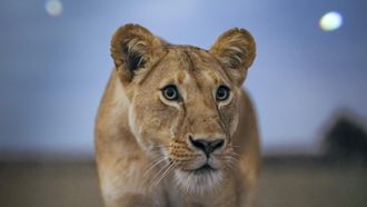 Episode 1 Lion Grasslands