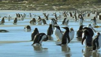 Episode 6 Penguin Shores