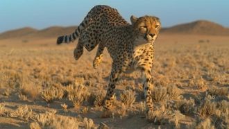 Episode 1 Growing up Cheetah