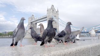 Episode 3 The Pigeon Hustle