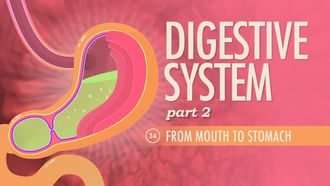 Episode 34 Digestive System, Part 2