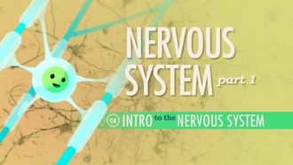 Episode 8 The Nervous System, Part 1