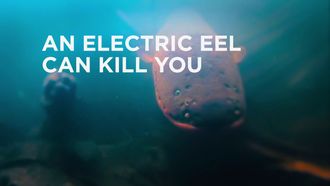 Episode 10 Eels