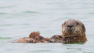 Episode 14 Secret Life of Sea Otters