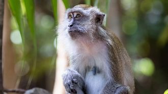 Episode 3 Clash Of The Alphas