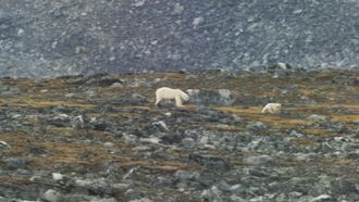 Episode 5 Kingdom of the Polar Bear