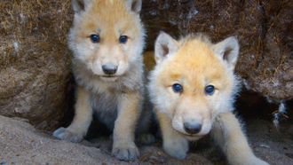 Episode 2 The Frozen North