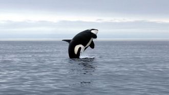 Episode 6 Orca