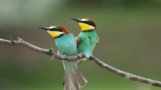 Episode 6 Frequent Fliers